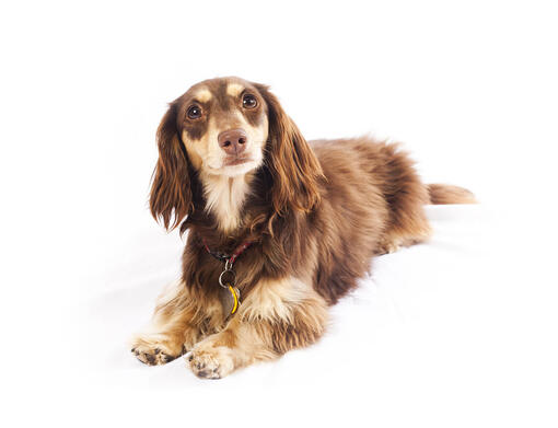 Blue and tan shop long haired dachshund